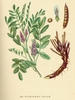 Chinese Licorice "Gan Cao" Seeds (Glycyrrhiza uralensis)