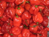 Samen Habanero red (Capsicum chinense)