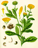 Samen Ringelblume (Calendula offcinalis)