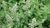 Catmint, catnip Seeds (Nepeta cataria)