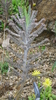 Planta de kalanchoe Tubiflora (Kalanchoe Tubiflora)