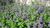 Samen Trauben-Katzenminze (Nepeta racemosa)