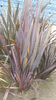 New Zealand flax or New Zealand hemp Seeds (Phormium tenax)