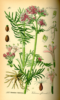 Semillas de Valeriana (Valeriana Officinalis)