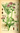 Valerian Seeds (Valeriana officinalis)