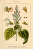 Samen Muskatellersalbei (Salvia sclarea)