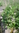 Semillas de Hierba del Ajo (Alliaria petiolata)