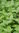 Semillas de Albahaca de canela (Ocimum Basilicum)