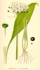 Bear garlic, wild garlic Seeds (Allium ursinum)
