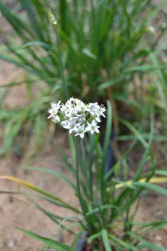 Semillas de Cebollino Chino (Allium Tuberosum)
