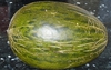 Samen Melone - Piel de Sapo (Cucumis melo)