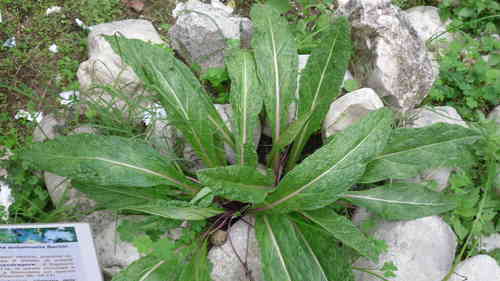 Semillas de Mandrágora (Mandragora Autumnalis)