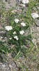 Samen echte Schafgarbe (Achillea millefolium)
