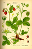 Wild strawberries Seeds (Fragaria vesca)