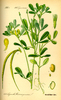Semillas de Alholva (Trigonella Foenum Gaecum)