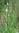 Ribwort plantain Seeds (Plantago lanceolata)