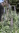 Pride of Madeira plant (Echium candicans)