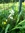 Semiilas de cebollino morisco, ciboulette (Allium Triquetum)