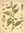 Pflanze Echter Eibisch (Althaea officinalis)