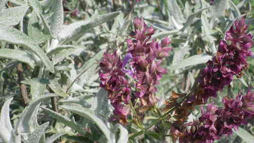 Semillas de Salvia Canariense Vellosa (Salvia canariensis tomentosa)