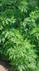 Sweet Wormwood, Chinese Wormwood, Qing hao plant (Artemisia annua)