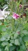 Columbine, Pink / White Yarrow Seeds (Aquilegia spec.)