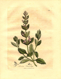 Semillas de Camedrio (Teucrium chamaedrys)