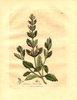 Semillas de Camedrio (Teucrium chamaedrys)