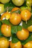 Samen Gelbe Passionsfrucht (Passiflora edulis flavicarpa)