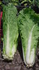 Chinese cabbage (Brassica rapa subsp. Pekinensis)