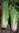 Samen Chinakohl (Brassica rapa subsp. pekinensis)