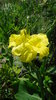 Pflanze Canna gelb (canna "yellow Humbert" )