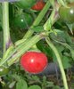 Hungarian Cherry chili seeds (Capsicum annuum)