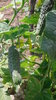 Cucumber "marketer" Seeds (Cucumis Sativus)