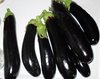 Samen Aubergine "Larga Negra" (Solanum melongena)