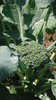 Broccoli Seeds (Brassica Oleracea convar. botrytis)