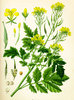 Samen weißer Senf (Brassica alba, Sinapis alba)