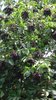 Elderberry Seeds (Sambucus nigra)