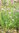 Semillas de Cebollino GRUESO (Allium Schoenoprasum)
