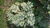 Planta de Ajenjo (Artemisia Absinthium)