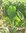 Pflanze Taro Eddo (Colocasia esculenta)