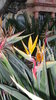 Pflanze Paradiesvogelblume Strelitzie (Strelitzia reginae)
