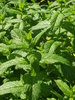 Peppermint plant (Mentha x piperita)