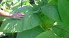 Samen Burley Tabak (Nicotiana tabacum)