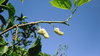 Samen Weißer Maulbeerbaum (Morus alba)