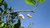 Semillas de Morera Blanca (Morus Alba)