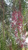 Samen Peruanischer Pfefferbaum (Schinus molle)