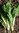 Chard seeds (beta vulgaris cycla)