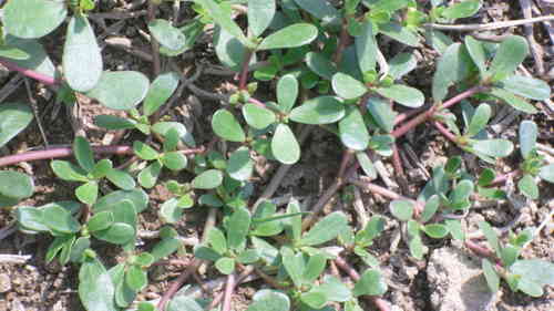 Semillas de Verdolaga (portulaca oleracea)