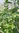 Jiaogulan, Herb of Immortality, 5-leaf Ginseng Seeds (Gynostemma pentaphyllum)